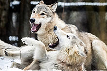 Зоолог объяснил страх россиян перед "нашествием волков" миграцией