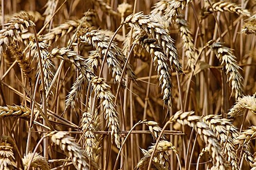 Румыния сняла все ограничения на экспорт пшеницы