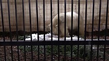 Медведица по имени Снежинка: пополнение в Ленинградском зоопарке