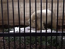 Медведица по имени Снежинка: пополнение в Ленинградском зоопарке