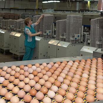 Яйца, деньги и скандалы: чем живет крупнейшая тюменская птицефабрика