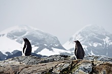 Тайны антарктических экспедиций