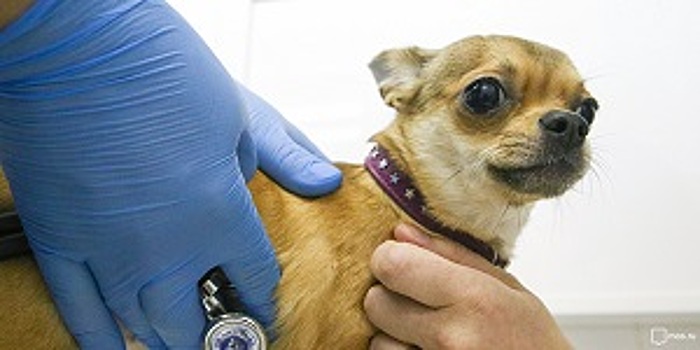 Вакцинация домашних животных пройдёт в Вороновском в рамках акции Правильная забота-здоровый питомец