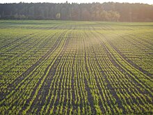 Минсельхоз РФ подготовил законопроект о предоставлении фермерам земли без проведения торгов на срок до 5 лет