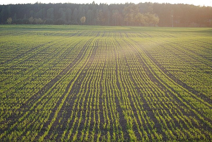 Минсельхоз РФ подготовил законопроект о предоставлении фермерам земли без проведения торгов на срок до 5 лет
