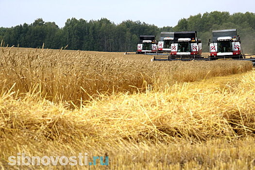 Урожай зерновых в Хакасии сократился второй год подряд