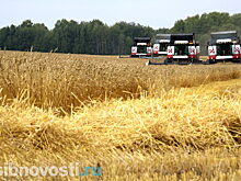 Урожай зерновых в Хакасии сократился второй год подряд