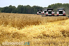 Урожай зерновых в Хакасии сократился второй год подряд