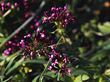 В Крыму заложили первый гектар маточника душицы для промышленного выращивания