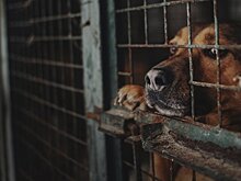 Юрист Хаминский: похитителю бордер-колли в Москве грозит до девяти лет тюрьмы