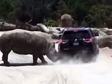 Огромный носорог продырявил внедорожник в Мексике (Видео)