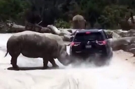 Огромный носорог продырявил внедорожник в Мексике (Видео)