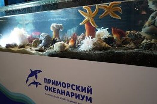 Владивосток останется без океанариума на время ВЭФ