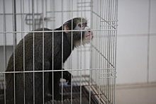 В волгоградском контактном зоопарке животные «работали» слишком долго