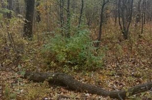 Полицейские нашли заблудившегося в лесу мужчину в Волгоградской области