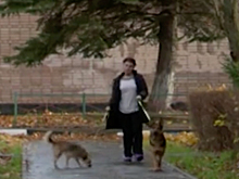 В Подмосковье пожаловались на терроризирующую микрорайон собачницу