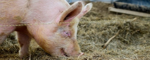 Жительница Волгоградской области оказалась в больнице после нападения на нее домашней свиньи