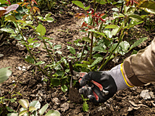 5 основных правил подкормки комнатных растений: ценными рекомендациями делится биолог Ирина Окунева