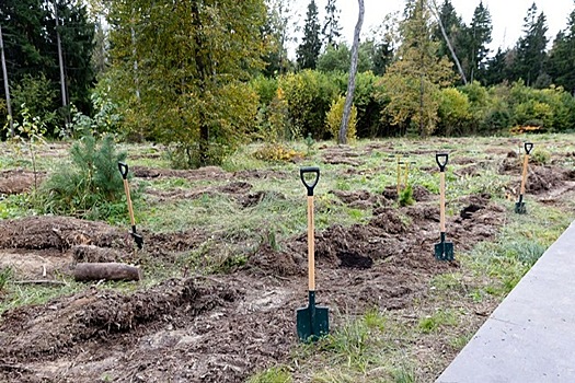 Климатический проект «Древо жизни» стартовал в Мордовии