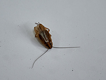 "Дети покусаны!": кемеровчанка рассказала о полчищах тараканов в детском саду