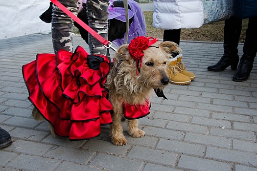 Русская красавица и ковбой: самые модные собаки Волгограда выйдут на карнавал