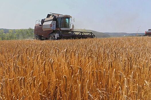 На прилавки свердловских магазинов уже поступили местные овощи нового урожая