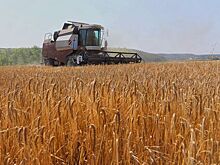 На прилавки свердловских магазинов уже поступили местные овощи нового урожая