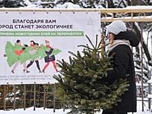 Эксперт рассказала, как утилизировать новогоднюю елку с выгодой для себя