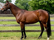 В Северной Осетии выставили на продажу обанкротившийся конезавод