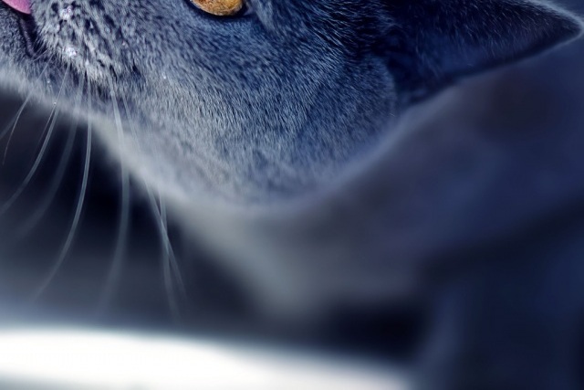 Жителей Владивостока пригласили в приют для собак выбрать себе четвероногого друга