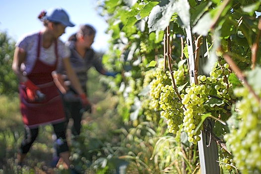 В России выросли объемы агрострахования