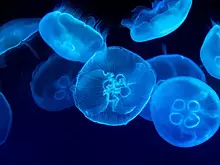 Всемирный день медузы: какие праздники отмечают 3 ноября