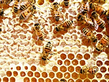 Под Тверью у пчел выявили опасное заболевание
