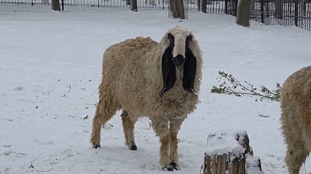 В Пензенском зоопарке поселился баран Ждан