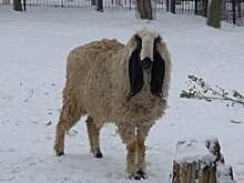 В Пензенском зоопарке поселился баран Ждан