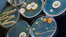 Антибиотики нового класса получили с помощью «бактерий-убийц»