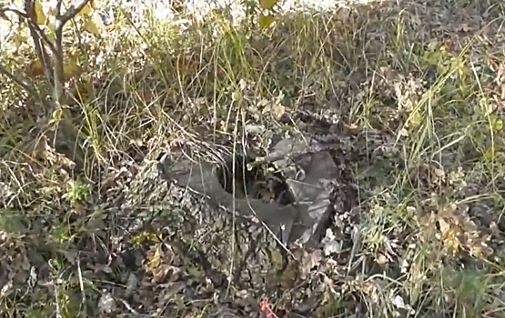 Покровчане сообщают о вырубке дубов в лесопарке на Тин-Зине