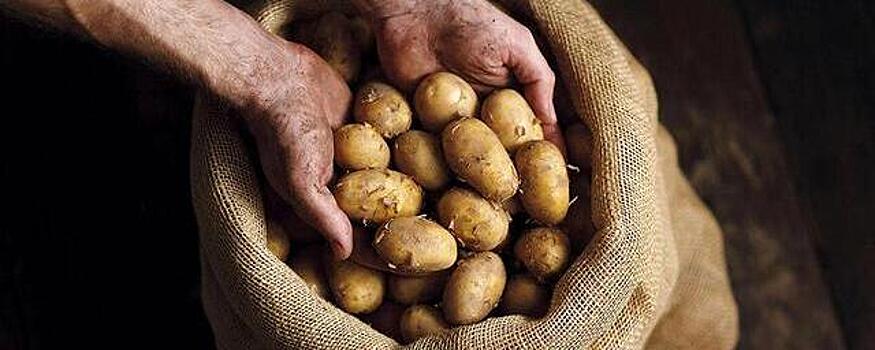 Аграрии Новосибирской области прокомментировали подорожание картофеля на 33% за месяц