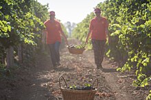 «Фанагория» подвела итоги рекордного сезона сбора урожая