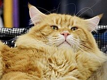 В Татарстане кот выпал с баржи, проплыл по Каме и добрался до рыбаков