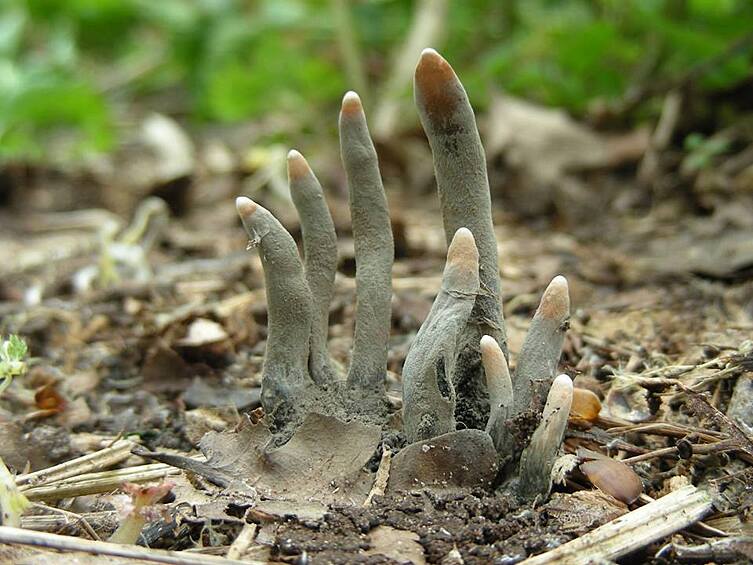 Xylaria Polymorpha, также известная как пальцы мертвеца, является сапробическим грибом.