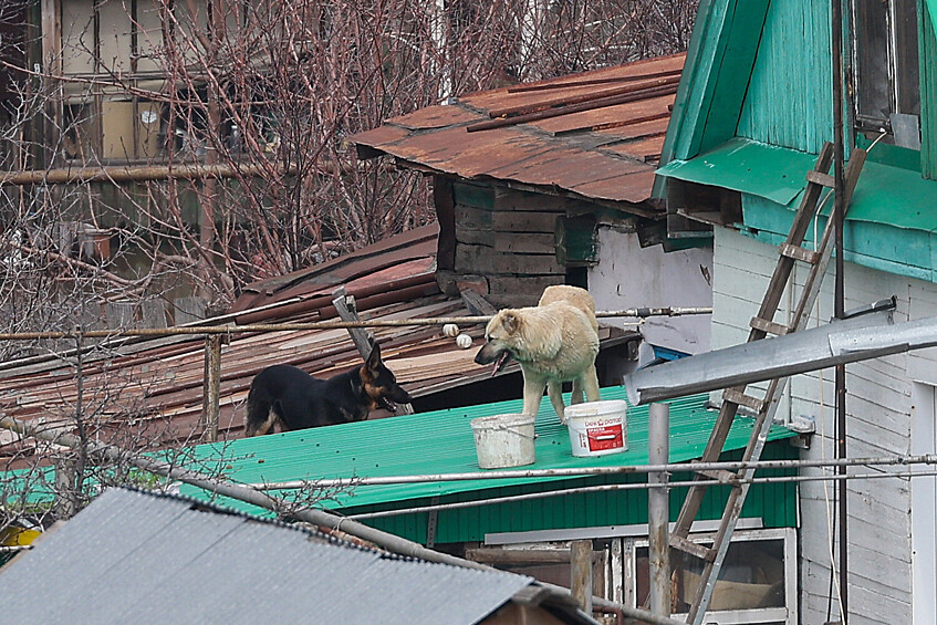 Собаки на крыше подтопленного дома в микрорайоне Ситцовка в Оренбурге, 10 апреля 2024 года