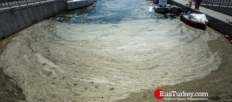 Власти Турции оштрафовали 51 компанию за слизь в Мраморном море