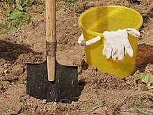 Агроном Викулов пояснил, какие растения нужно защитить от морозов