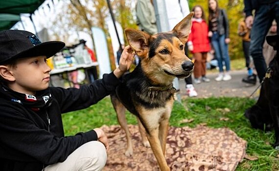 Жителей Казани просили не воровать пакеты из дог-боксов