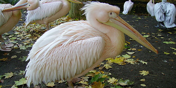 В Санкт-Петербурге заметили редкого розового пеликана