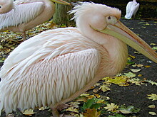 В Санкт-Петербурге заметили редкого розового пеликана