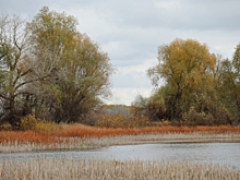 Ботаники обнаружили новые места обитания редких растений в Волгоградской области