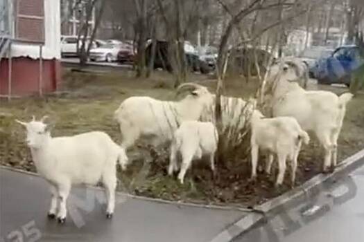 Бутовские козы вышли на прогулку и попали на видео