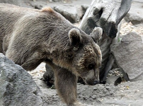 Стало известно, почему медведи на Камчатке поздно впадают в спячку